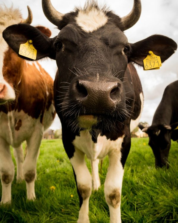 a Sheffield milk dairy cow